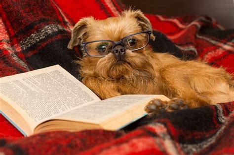 Cane Con Gli Occhiali Che Legge Un Libro Fotografia Stock Immagine Di