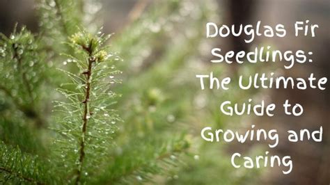 Douglas Fir Seedlings The Ultimate Guide To Growing And Caring