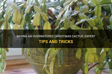 Saving An Overwatered Christmas Cactus Expert Tips And Tricks Shuncy