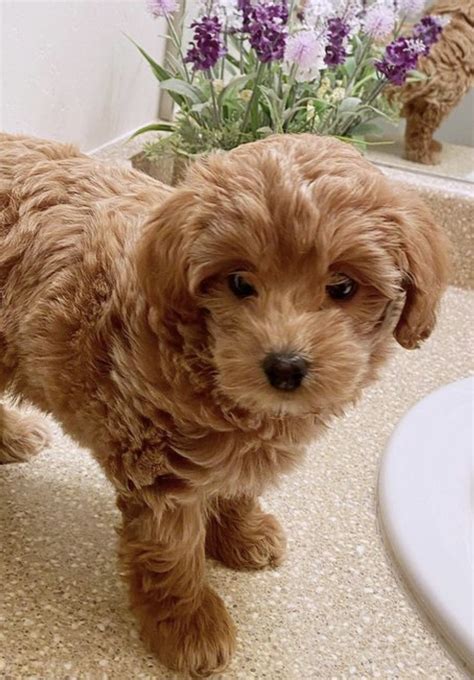 Teacup Goldendoodle Guide: The Truth About This Tiny Breed