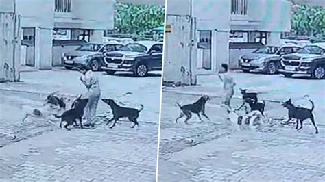 Ghaziabad Dog Attack Video गाजियाबाद में आवारा कुत्तों का आतंक बच्चे