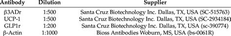 Primary antibodies used for Western blot analysis (WB). | Download ...