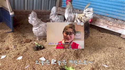 시골살이 로망 닭키우기 도전 청계키워보기 반자동닭모이통 반자동닭물통 만들기 시골강아지 시골소소한일상 Youtube