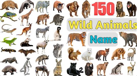 Wild Animals Vocabulary Ll 150 Wild Animals Names In English With