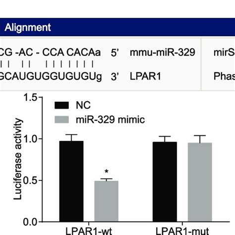 Lpar Is A Target Gene Of Mir A Predicted Binding Sites For