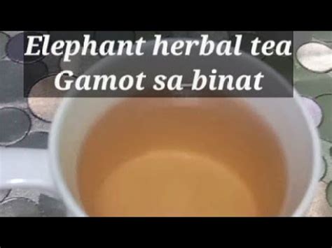 Elephant Herbal Plant Very Effective Na Gamot Para Sa Binat Youtube