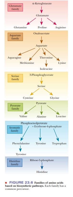 Amino Acid Biosynthesis