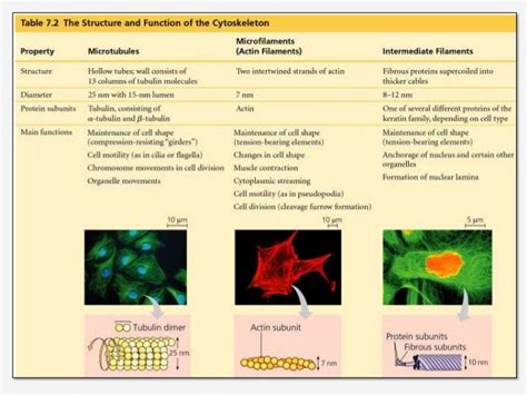 Role Of Microfilaments In Cell Division - Cell Division