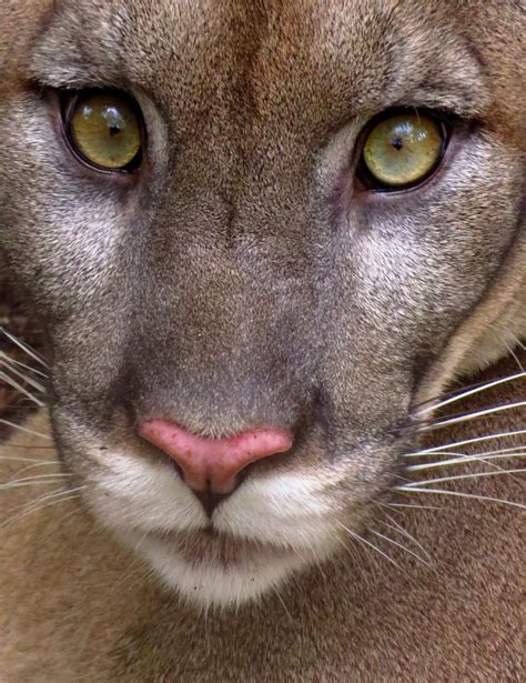 Under Threat: The Florida Panther - UF/IFAS Extension Sarasota County