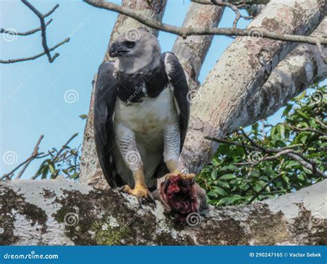 Harpy Eagle Harpia Harpyja Royalty Free Stock Photo Cartoondealer