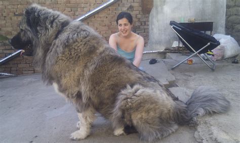 Tibetan mastiff, Caucasian shepherd, Caucasian mountain dog, Georgian Shepherd. Dont care what ...