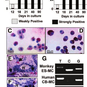 Cynomolgus monkey embryonic stem (ES)-derived cobblestone (CS)-like ... 