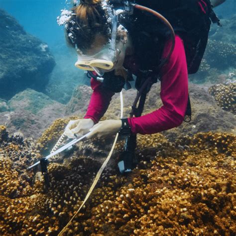 Adopt A Coral Program SCP Corcovado Wilderness Lodge