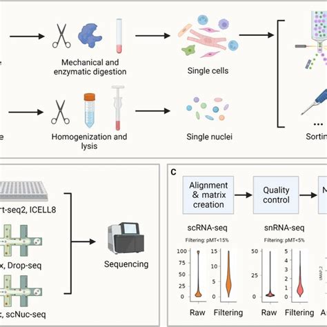 Single Cell Rna Sequencing To Identify Cellular Heterogeneity And