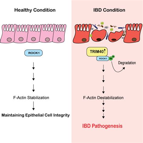 Regulation Of Actin Cytoskeleton In Intestinal Epithelial Barrier