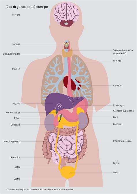 هزيلة عفوا غزل في أى مكان مصدر باونتي organos del cuerpo humano yoga