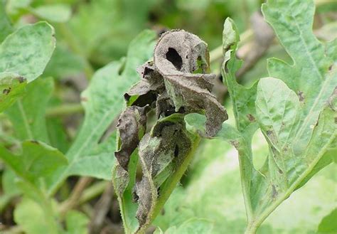 Watermelon | Diseases and Pests, Description, Uses, Propagation