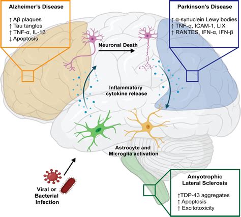 Frontiers Microbial Infections Are A Risk Factor For