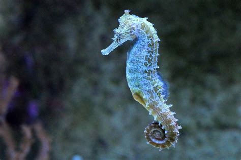 Maravíllate más con los caballitos de mar con estos datos curiosos