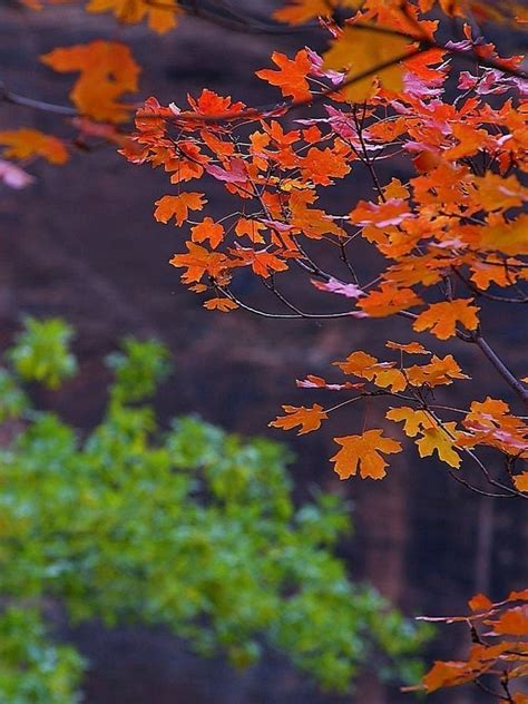 Free picture: red, autumn, leaves