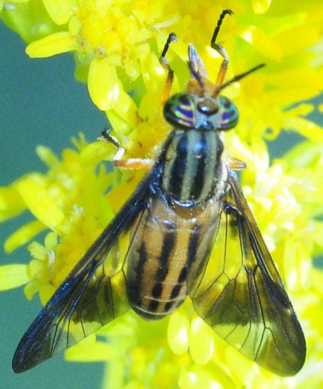 Deer Fly Chrysops Vittatus Female Chrysops Vittatus Bugguidenet