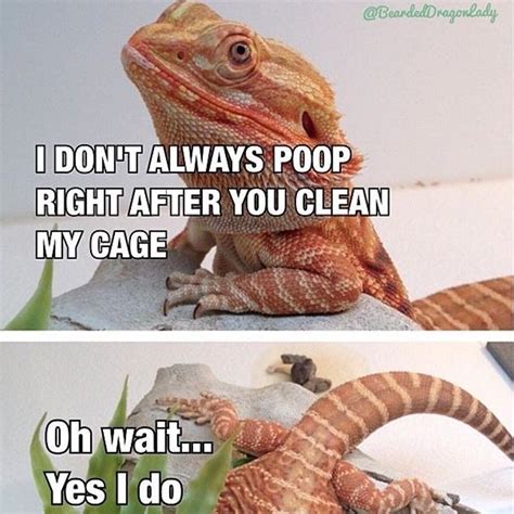 Harsh Truth Bearded Dragon Funny Bearded Dragon Cute Bearded Dragon