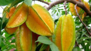 Carambola Origen Descripción Variedades Usos Cuidados Y Más