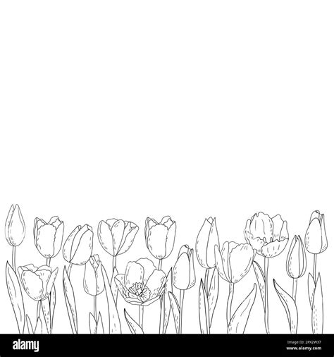 Hand Drawn Vector Graphic Tulips Silhouettes Of Summer Flowers