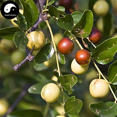 Buy Wild Jujube Tree Seeds 120pcs Plant Ziziphus Jujuba For Chinese ...