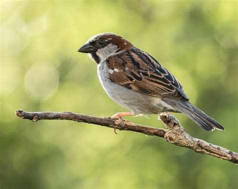 A Small Bird Perched On Top Of A Tree Branch