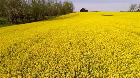 New Gm Canola Varieties On Way Growers For Biotechnology