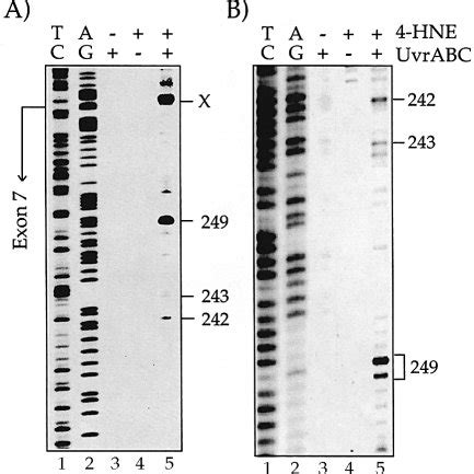 UvrABC Incision Of 4 HNE Modified DNA Fragments A The 5 32