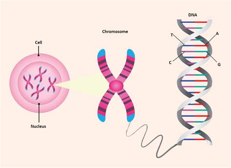 Chromosome Labeled Biology Notes Chromosome Biology Projects