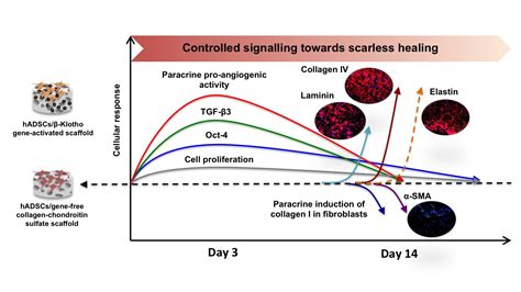 Anti Aging β Klotho Gene Activated Scaffold Promotes Rejuvenative Wound