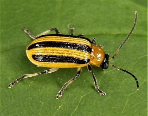 Striped Cucumber Beetle Facts, Description, and Pictures