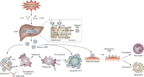 Synthesis And Expression Of C Reactive Protein Download Scientific Diagram