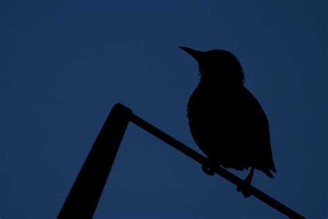 Seeing And Hearing A Bird At Night Spiritual Meaning: Bad Omen?