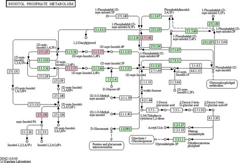 Genes Mapping To Kegg Pathway For Inositol Phosphate Metabolism Pink