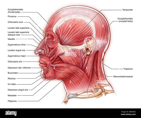 M Sculos Cabeza Y Cuello Musculo Occipitofrontal Origen Nucal