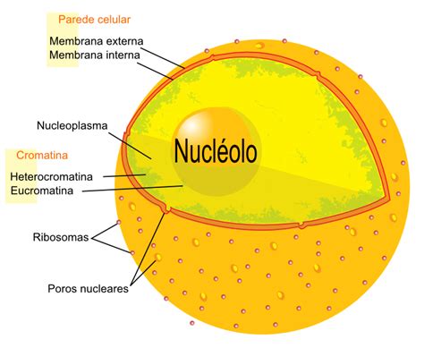 Biologia Celular DescripciÓn Del NÚcleo