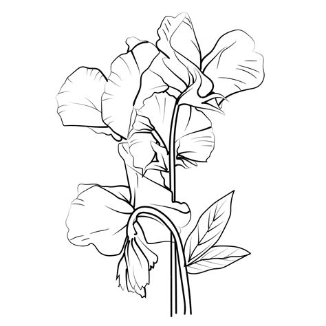 Premium Vector Vector Sweet Pea Flower Drawing Easy Sweet Pea Flower