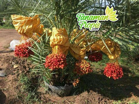 Jual Bibit Tanaman Kurma H1 Buah Manis Berwarna Merah