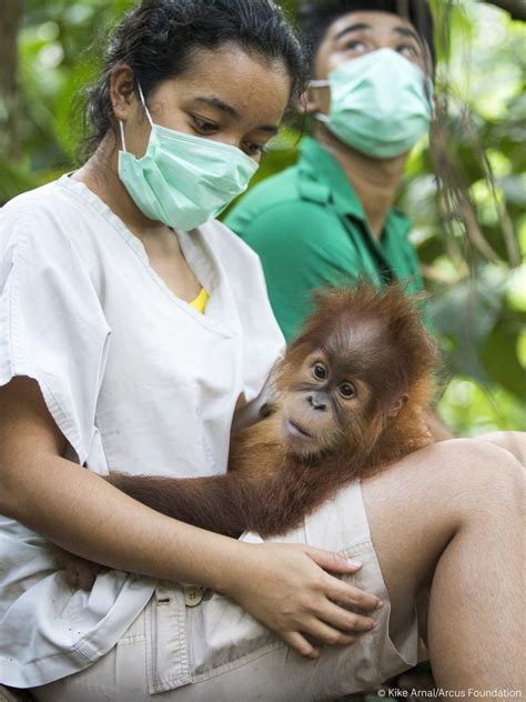 Sumatran Orangutan Conservation Programme - Paneco