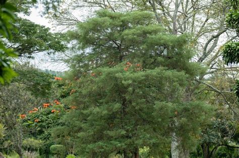 Premium Photo | A tree with orange flowers on it