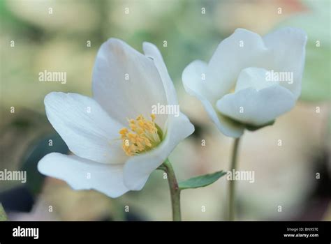 Two White Hellebore Flowers Stock Photo Alamy