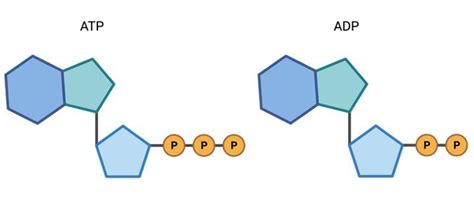 ATP and ADP: Definition, Formation, Examples I ResearchTweet