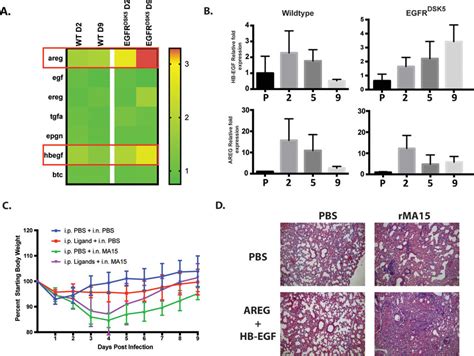 Expression Of HB EGF And AREG Is Induced During SARS CoV Infection And