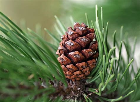 What Is the Spiritual Meaning of a Pine Cone? Enlightenment