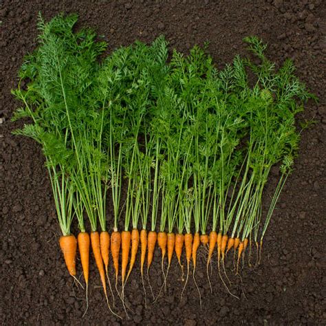 Growing Carrots Grow A Rainbow Of Tasty Vegetables In Your Yard Epic Gardening