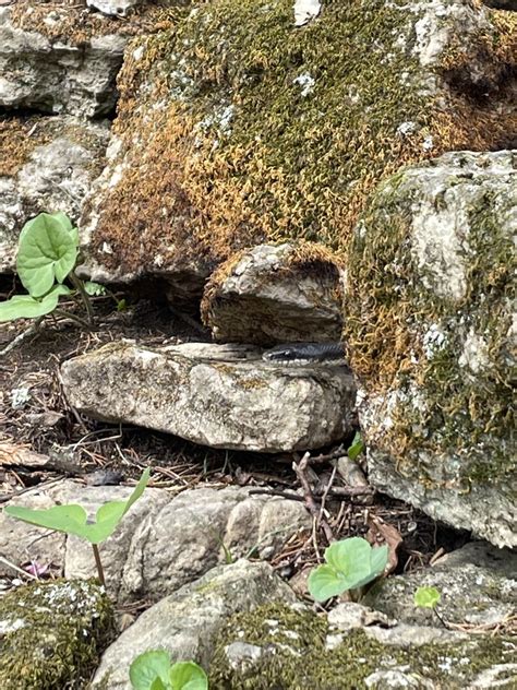 Western Ratsnake From St Francois State Park Bonne Terre MO US On